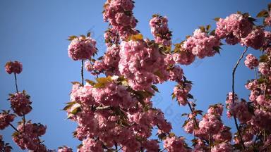 分支机构樱花日本樱桃花朵粉红色的花樱花春天花日本开花樱桃树